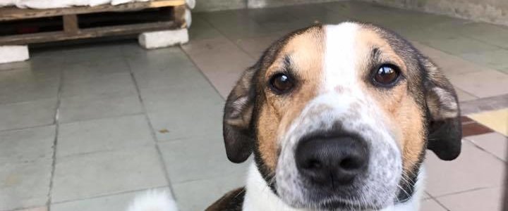 Schronisko dla zwierząt