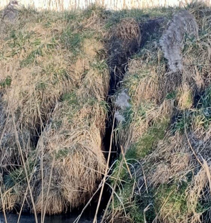 Zachodniopomorskie. Plaga bobrów niszczy wał przeciwpowodziowy w małej wiosce Łojszyno w gminie Wolin.