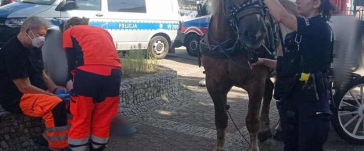 Świnoujście. SZYBKA REAKCJA I ZIMNA KREW POLICJANTÓW POZWOLIŁA NA USPOKOJENIE SPŁOSZONEGO KONIA.