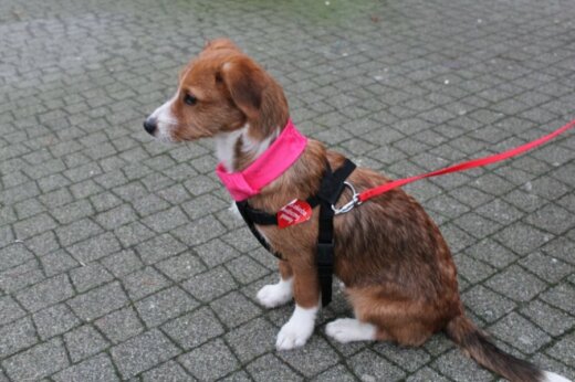 Świnoujście. MASZ ZWIERZAKA? TEN KONKURS JEST DLA CIEBIE!