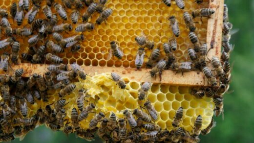 8 sierpnia obchodzimy Wielki Dzień Pszczół. Sprawdź, jak samodzielnie dbać o populację zapylaczy.
