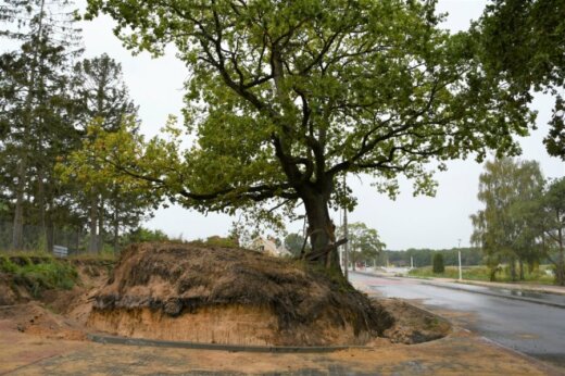 Świnoujście. Karsibór. Budują palisadę, która będzie chronić drzewo.