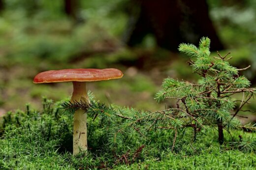 mushroom-g1e66e9d26_1920