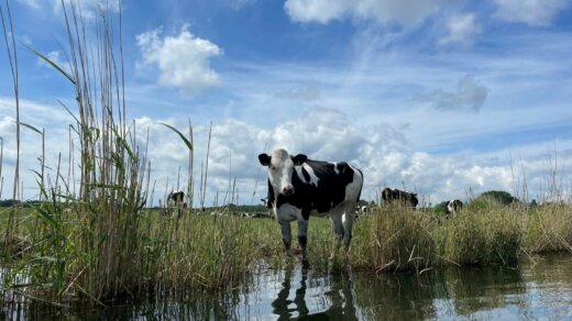 Krowa_Karsibor_pastwisko, Foto: UM Świnoujście