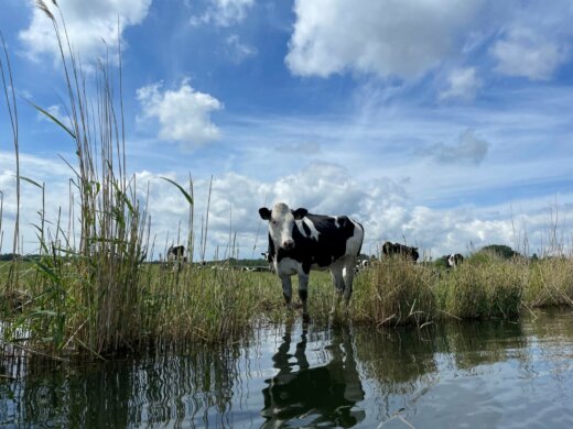 Krowa_Karsibor_pastwisko, Foto: UM Świnoujście