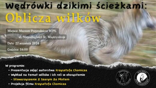 Zapraszamy na niezwykłą wystawę, która przeniesie Was w fascynujący świat wilków!