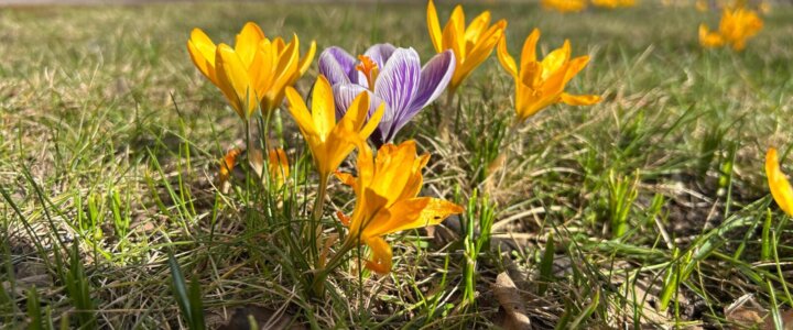 krokusy