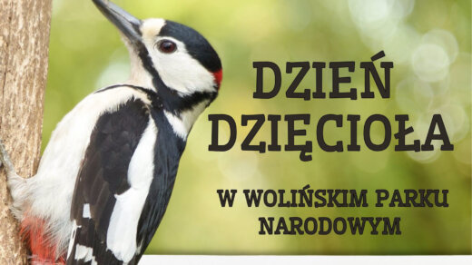 plakat DZIEN DZIECIOLA-1