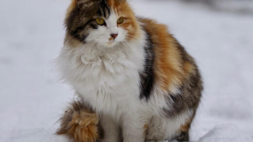 cat-6956298_1280, pixabay