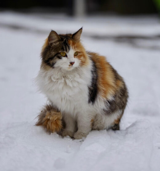 cat-6956298_1280, pixabay