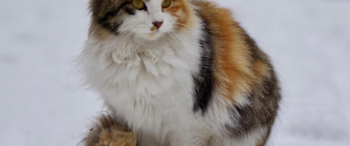 cat-6956298_1280, pixabay