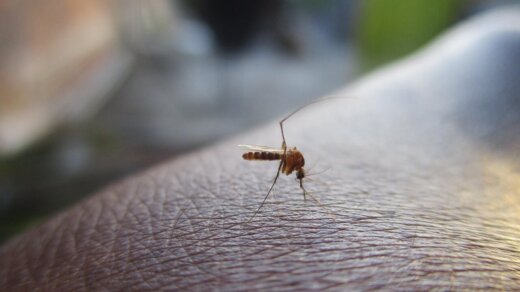 mosquito