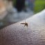 mosquito