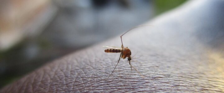 mosquito