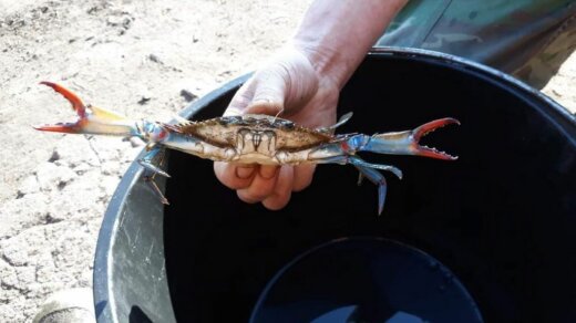 Z jeziora Dąbie wyłowiono kraba, który pochodzi z Oceanu Atlantyckiego
