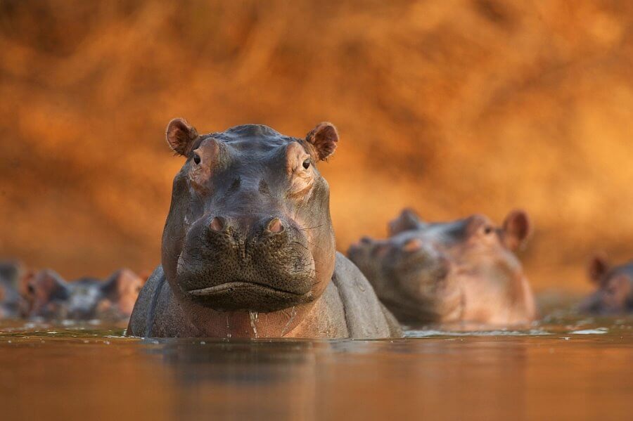 Rozlewisko hipopotamów, David Fettes (Wielka Brytania)
