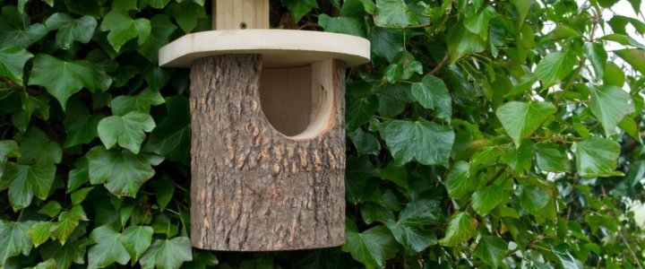 Budka dla ptaków
