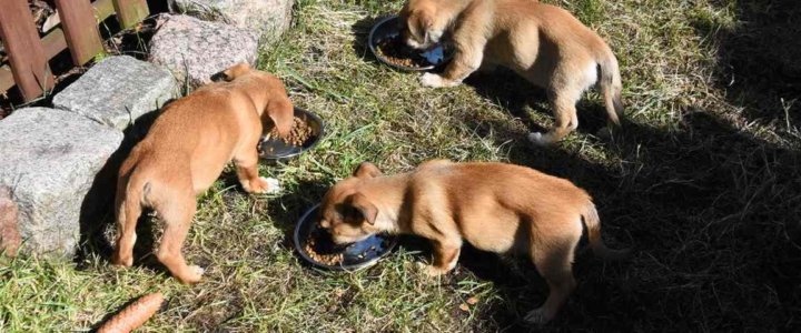 Fundacja Animals Przystań Świnoujście